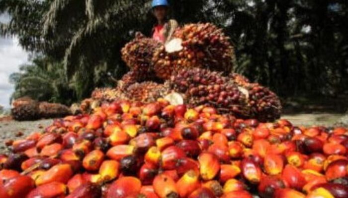 Dihantam Sentimen Negatif, Harga CPO Kembali Terpuruk