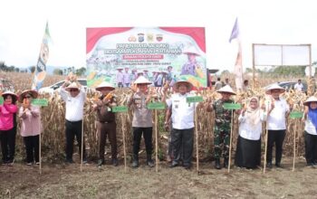 Bupati Dairi Pastikan Panen Jagung Selanjutnya Dibeli Perumda