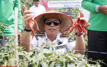 Bupati Padanglawas Panen Perdana Cabai Kebun Percontohan