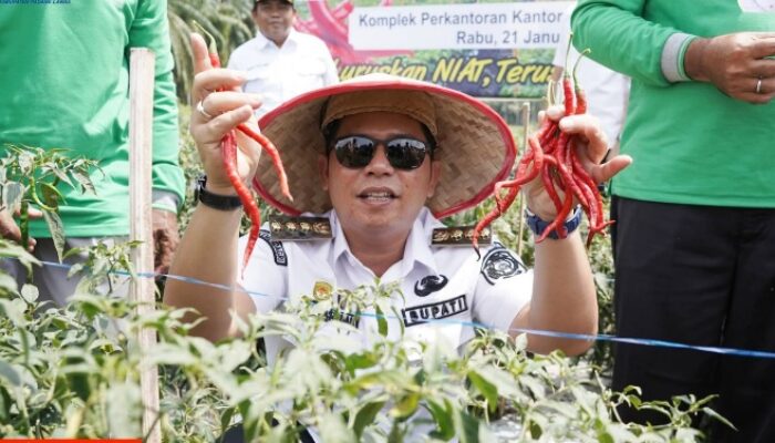 Bupati Padanglawas Panen Perdana Cabai Kebun Percontohan