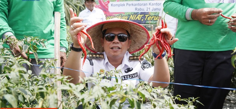 Bupati Padanglawas Panen Perdana Cabai Kebun Percontohan