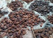 Tim Unand Kaji Kelayakan Bisnis Gambir Di Pakpak Bharat