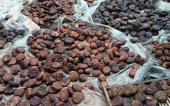 Tim Unand Kaji Kelayakan Bisnis Gambir Di Pakpak Bharat