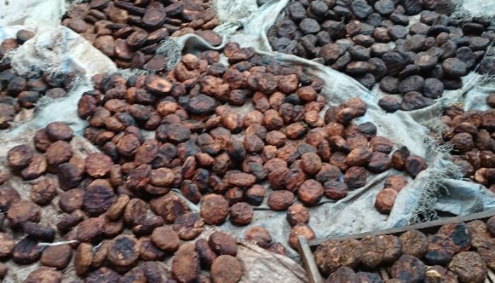 Tim Unand Kaji Kelayakan Bisnis Gambir Di Pakpak Bharat