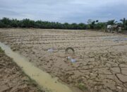 Tanaman Pertanian Warga Tanjung Seumantoh Lenyap Disapu Banjir