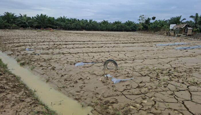Tanaman Pertanian Warga Tanjung Seumantoh Lenyap Disapu Banjir