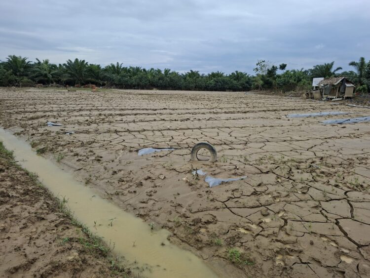 Tanaman Pertanian Warga Tanjung Seumantoh Lenyap Disapu Banjir