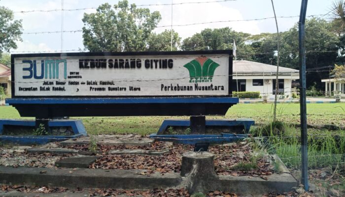 Polsek Dolok Masihul Periksa 8 Satpam PTPN IV Terkait Tewasnya Terduga Pencuri TBS