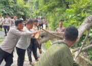Polisi Singkirkan Pohon Tumbang Ke Badan Jalan Menuju Objek Wisata Iboih