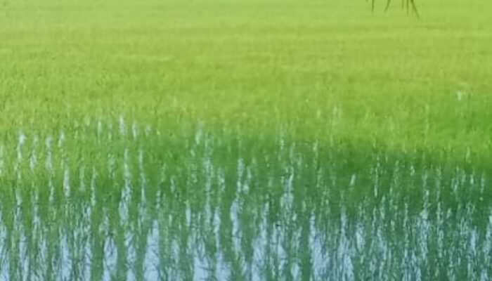 Pupuk Subsidi Langka, Petani Abdya Terancam Gagal Panen