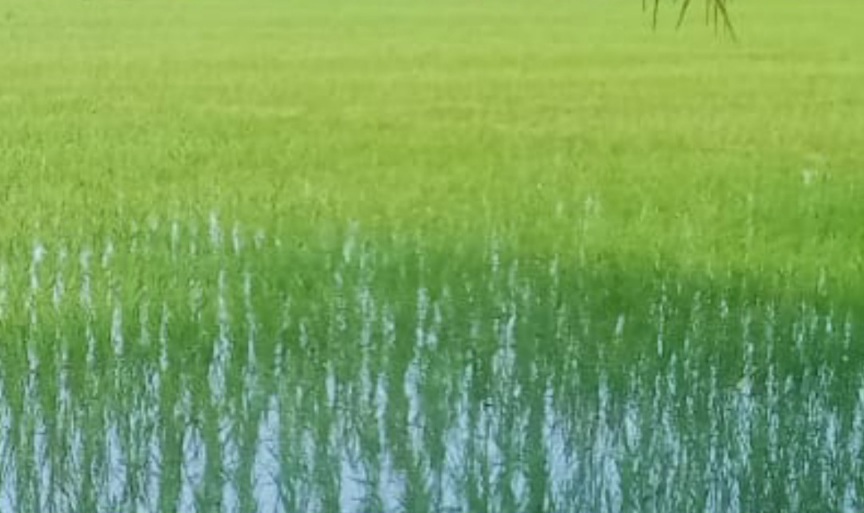 Pupuk Subsidi Langka, Petani Abdya Terancam Gagal Panen