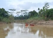Di Aceh Timur, Petani Sawit Hilang Diterkam Buaya Saat Menyeberang Sungai