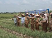 Bupati Deliserdang Panen Perdana Bawang Merah Dan Padi Di Kecamatan Beringin