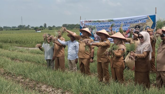 Bupati Deliserdang Panen Perdana Bawang Merah Dan Padi Di Kecamatan Beringin