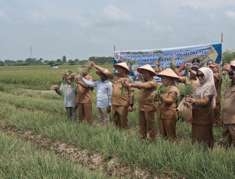 Bupati Deliserdang Panen Perdana Bawang Merah Dan Padi Di Kecamatan Beringin