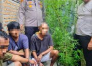 Tanam Ganja di Dapur, Tiga Buruh Bangunan Diciduk Polsek Dolok Masihul