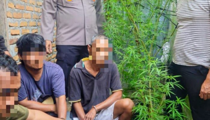 Tanam Ganja di Dapur, Tiga Buruh Bangunan Diciduk Polsek Dolok Masihul