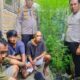 Tanam Ganja di Dapur, Tiga Buruh Bangunan Diciduk Polsek Dolok Masihul