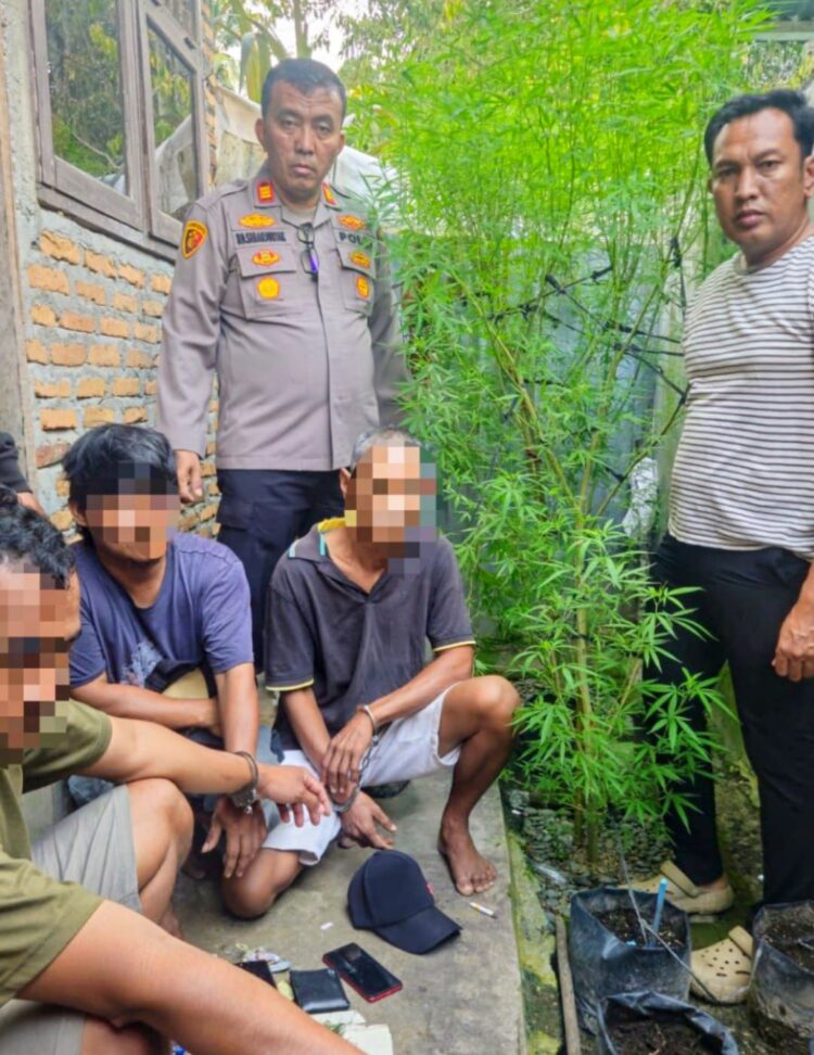 Tanam Ganja di Dapur, Tiga Buruh Bangunan Diciduk Polsek Dolok Masihul