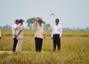 Presiden Prabowo Panen Raya Padi Di Karawang, Tegaskan Arah Pertanian Modern Indonesia