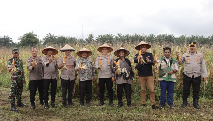 Perkuat Ketahanan Pangan, Pemko Binjai Ikuti Panen Raya Jagung Serentak Nasional
