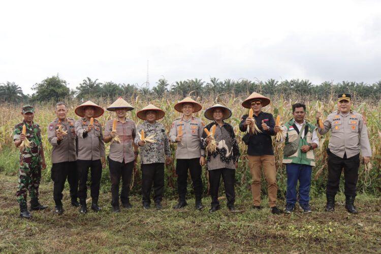 Perkuat Ketahanan Pangan, Pemko Binjai Ikuti Panen Raya Jagung Serentak Nasional