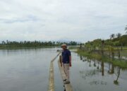Petani Darussalam Aceh Besar Tunda Tanam Akhir Januari Akibat Cuaca Ekstrem