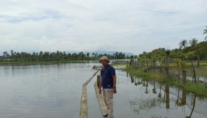 Petani Darussalam Aceh Besar Tunda Tanam Akhir Januari Akibat Cuaca Ekstrem