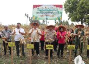 Polres Aceh Tenggara Bersama Bupati Salim Fakhry Panen Raya Jagung