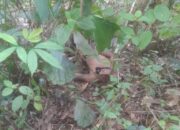 Bertahun Baru Ke Sidimpuan, Warga Tapsel Ditemukan Tewas Di Semak-semak