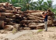 Ancaman Mafia Kayu Mengintai Pascabanjir, Aktivis Lingkungan Minta Pendataan Terbuka