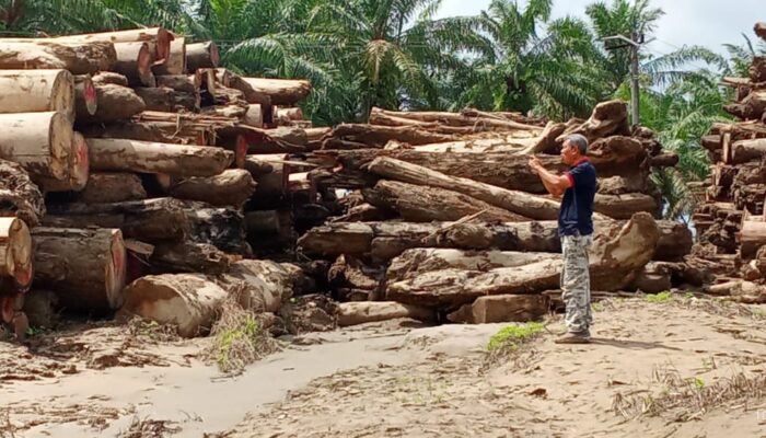 Ancaman Mafia Kayu Mengintai Pascabanjir, Aktivis Lingkungan Minta Pendataan Terbuka