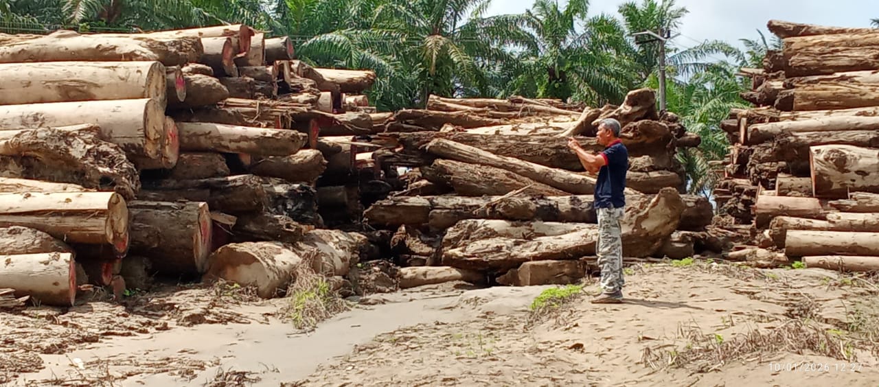 Ancaman Mafia Kayu Mengintai Pascabanjir, Aktivis Lingkungan Minta Pendataan Terbuka