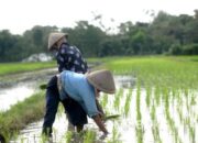 Sektor Pertanian Tunjukkan Hasil Signifikan, Pemerintah Siapkan Platform KUR Rp 300 Triliun