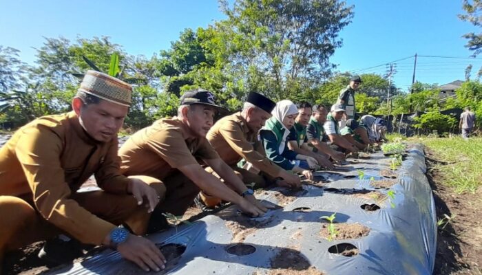 Wabup Singkil Tanam Perdana Cabai Di Lahan Pertanian Usai Terendam Banjir