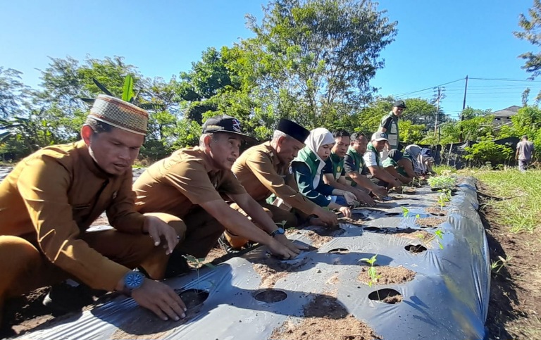 Wabup Singkil Tanam Perdana Cabai Di Lahan Pertanian Usai Terendam Banjir