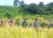 Sekda Sabang Panen Padi Gogo Bersama Petani, Ketahanan Pangan Jadi Prioritas