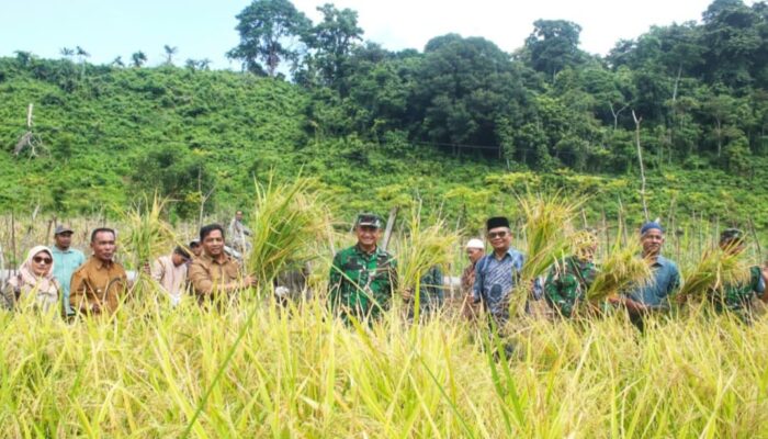 Sekda Sabang Panen Padi Gogo Bersama Petani, Ketahanan Pangan Jadi Prioritas