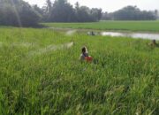 Dinas Pertanian dan Kelompok Tani Desa Durian Cegah Hama Wereng Cokelat