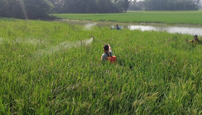 Dinas Pertanian dan Kelompok Tani Desa Durian Cegah Hama Wereng Cokelat