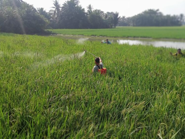 Dinas Pertanian dan Kelompok Tani Desa Durian Cegah Hama Wereng Cokelat