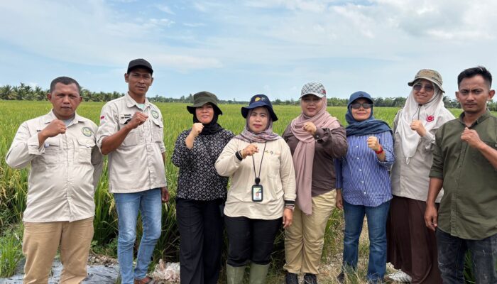 Kementan Panen Perdana Penangkar Benih BP Di Labura