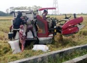 Harga Gabah Lebih Tinggi, Combine Harvester Jadi Andalan Petani Beringin