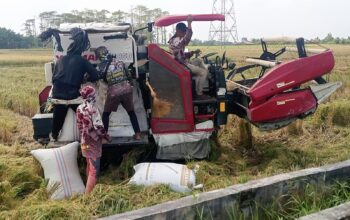 Harga Gabah Lebih Tinggi, Combine Harvester Jadi Andalan Petani Beringin