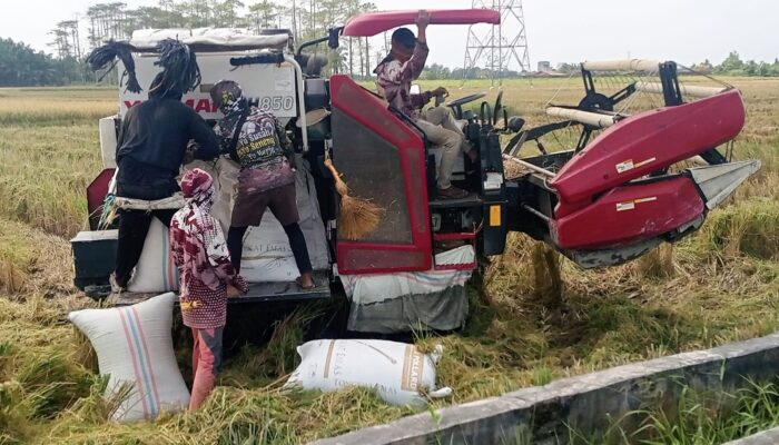 Harga Gabah Lebih Tinggi, Combine Harvester Jadi Andalan Petani Beringin