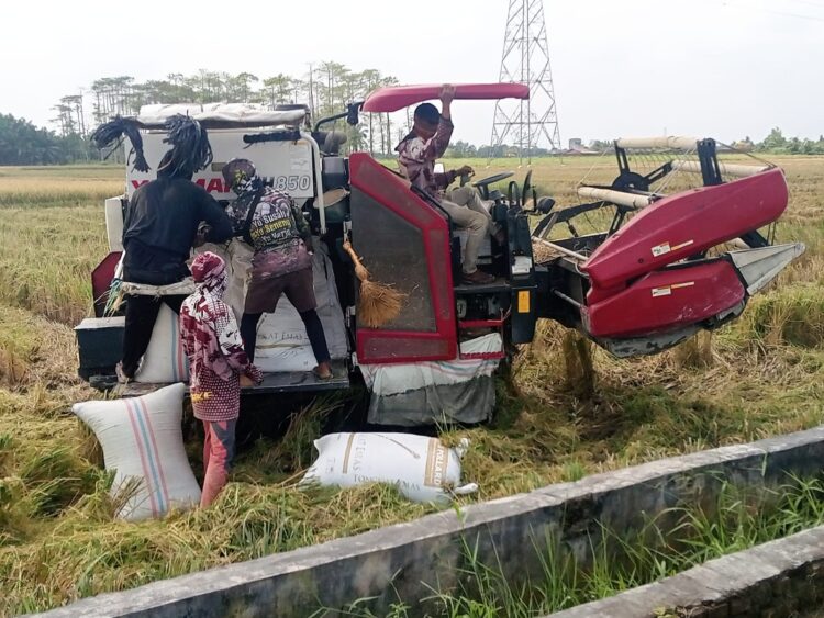 Harga Gabah Lebih Tinggi, Combine Harvester Jadi Andalan Petani Beringin