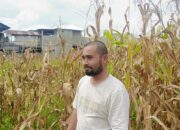 PT LH Group Panen 4 Ton Jagung, Dukung Swasembada Pangan Madina