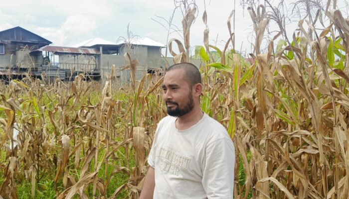 PT LH Group Panen 4 Ton Jagung, Dukung Swasembada Pangan Madina