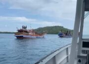 TNI AL Gagalkan Penyelundupan Ratusan Ekor Babi Ilegal di Perairan Nias Utara