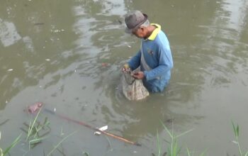 Diduga Limbah Pabrik Tapioka Cemari Sungai Teluk Mengkudu, Ikan Mati Massal